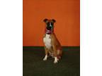 Adopt COLESON a Boxer, Mixed Breed
