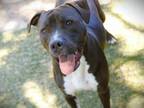 Adopt KING a American Staffordshire Terrier, Mixed Breed