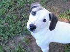 Adopt FIN a American Staffordshire Terrier, Mixed Breed
