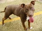 Adopt ZEUS a American Staffordshire Terrier, Mixed Breed
