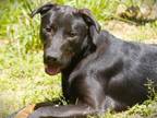 Adopt DUNN a Labrador Retriever