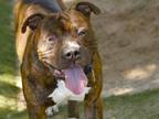 Adopt CHICKEN a American Staffordshire Terrier, Mixed Breed