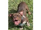 Adopt TRUFFLE a American Staffordshire Terrier, Mixed Breed
