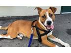 Adopt OLLIE a American Staffordshire Terrier, Mixed Breed