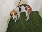 Adopt GEORGE a Treeing Walker Coonhound, Mixed Breed