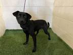 Adopt JIGSAW a Patterdale Terrier / Fell Terrier