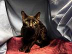 Adopt OLLIE a Domestic Short Hair