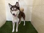 Adopt JASON a Siberian Husky