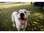 Adopt JAS a Pit Bull Terrier, Mixed Breed