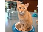 Adopt Cheesy a Domestic Short Hair