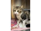 Adopt BRUCE a Domestic Short Hair