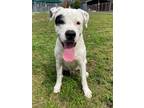 Adopt MARSHMALLOW a Dogo Argentino, Mixed Breed