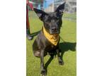 Adopt BRODY a Labrador Retriever, Mixed Breed