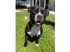 Adopt NEKO a Pit Bull Terrier, Mixed Breed