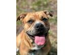 Adopt TANK a Mastiff, Mixed Breed