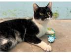 Adopt SILVA a Domestic Short Hair