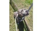 Adopt BAXTER a Pit Bull Terrier