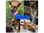 Adopt Max - adoption pending a German Shepherd Dog
