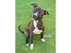 Adopt DUKE a Pit Bull Terrier, Mixed Breed