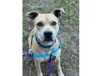 Adopt FONTLEROY a Mixed Breed