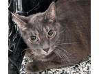 Adopt RILEY a Domestic Short Hair