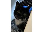 Adopt TEDDY a Domestic Short Hair