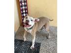Adopt Z COURTESY POST Shadow a Pit Bull Terrier