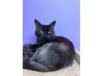 Adopt MR.FUZZY NUGGETS a Domestic Medium Hair