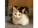 Adopt Minnie a Domestic Shorthair / Mixed (short coat) cat in LaBelle