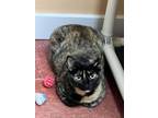 Adopt Matilda a Domestic Shorthair / Mixed (short coat) cat in LaBelle