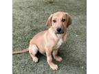 Adopt Albert a Carolina Dog, Mixed Breed