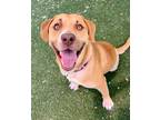 Adopt Rhett a Hound, Labrador Retriever