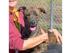 Adopt TUNA a Plott Hound, Mixed Breed