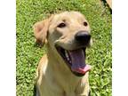 Adopt Hamilton a Yellow Labrador Retriever