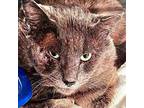 Adopt Archer - IN FOSTER a Domestic Short Hair