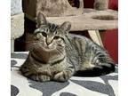 Adopt Pita a Domestic Shorthair / Mixed (short coat) cat in Warren