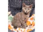 Adopt KITTEN SHORTIE a Gray or Blue Domestic Shorthair / Mixed (short coat) cat