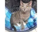 Adopt KITTEN LOUIE a Gray or Blue Domestic Shorthair / Mixed (short coat) cat in