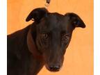 Adopt Flash Idol a Greyhound