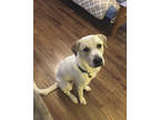 Adopt Cooper a Labrador Retriever, Great Pyrenees