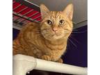Adopt Tigger -- Bonded Buddy With Belle a Domestic Short Hair