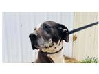 Adopt Annistyn a Great Dane / Mixed dog in Dallas, TX (32685973)