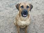 Adopt Louie - PLEASE READ ALL INFORMATION a Brown/Chocolate - with Black Hound