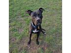 Adopt Blackjack a Mixed Breed