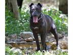 Adopt Phoenix a Black - with White Pit Bull Terrier / Labrador Retriever dog in