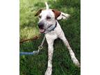 Adopt Donald a Labrador Retriever, English Setter