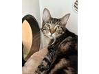 Adopt Abel a Domestic Short Hair