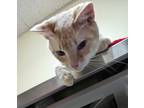 Adopt Stevie a Orange or Red (Mostly) Siamese / Mixed (short coat) cat in St.