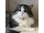 Adopt Hank a Domestic Long Hair