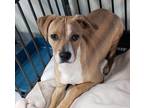 Adopt Oaks a Labrador Retriever dog in Clear Lake, IA (36467248)